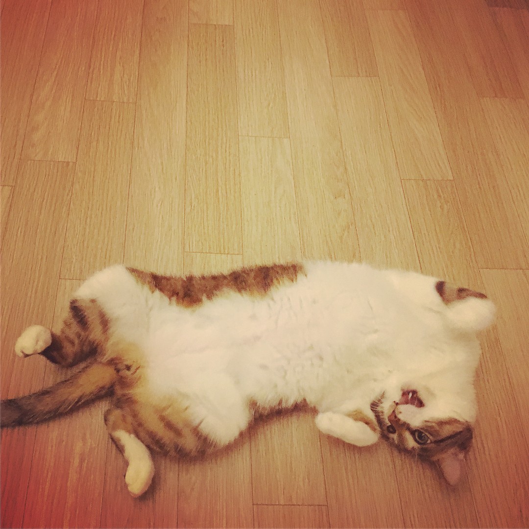 고양이가 사는 책방, #오늘의동네서점